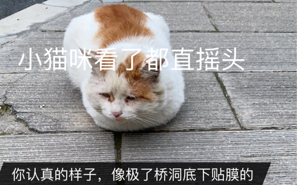 我真的破防了!流浪猫过冬投喂计划第六天_哔哩哔哩_bilibili