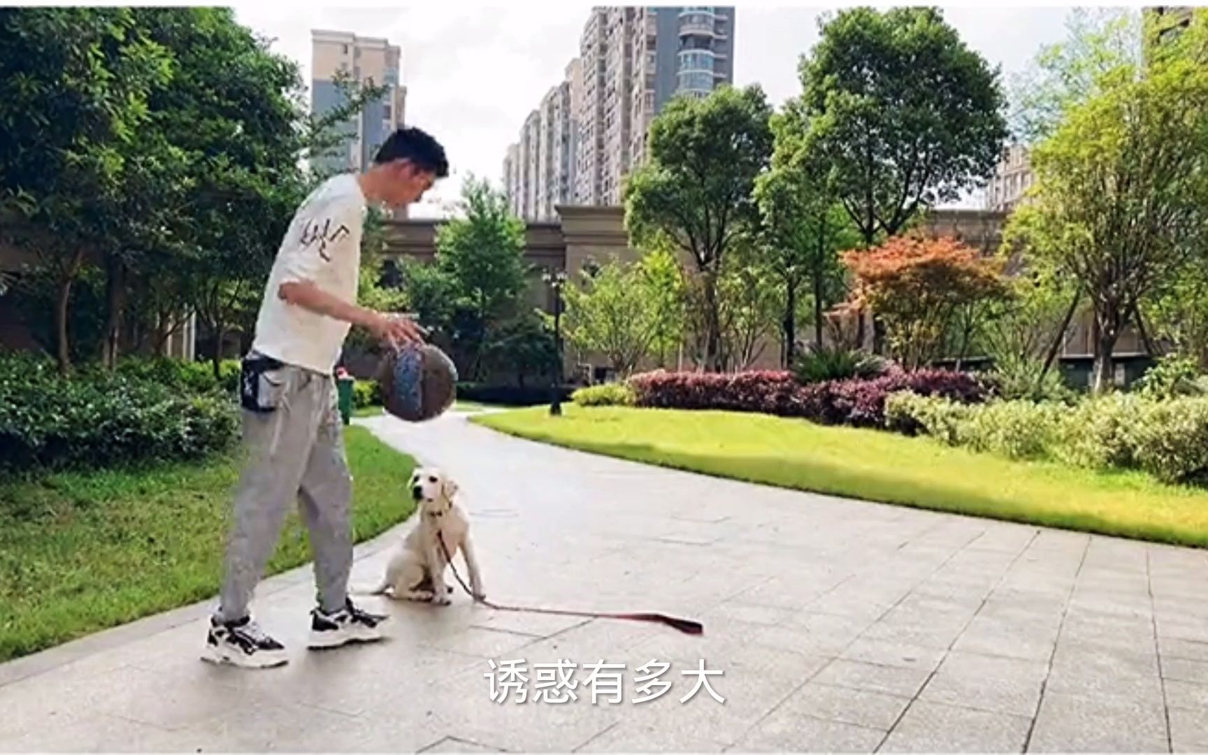 怎么教狗狗坐定 拉布拉多犬坐定训练方法视频.mp4哔哩哔哩bilibili