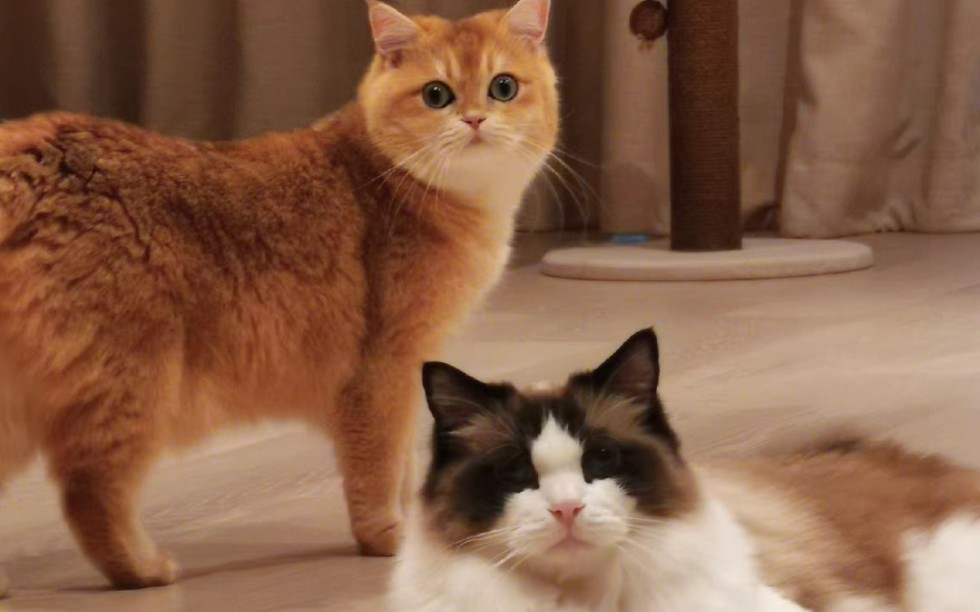 张艺兴 layzhang - 练习猫咪组合- 萝卜噜噜老三老四都好乖,等待爸爸