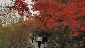 矮霸山红叶枫造型 哔哩哔哩 つロ干杯 Bilibili