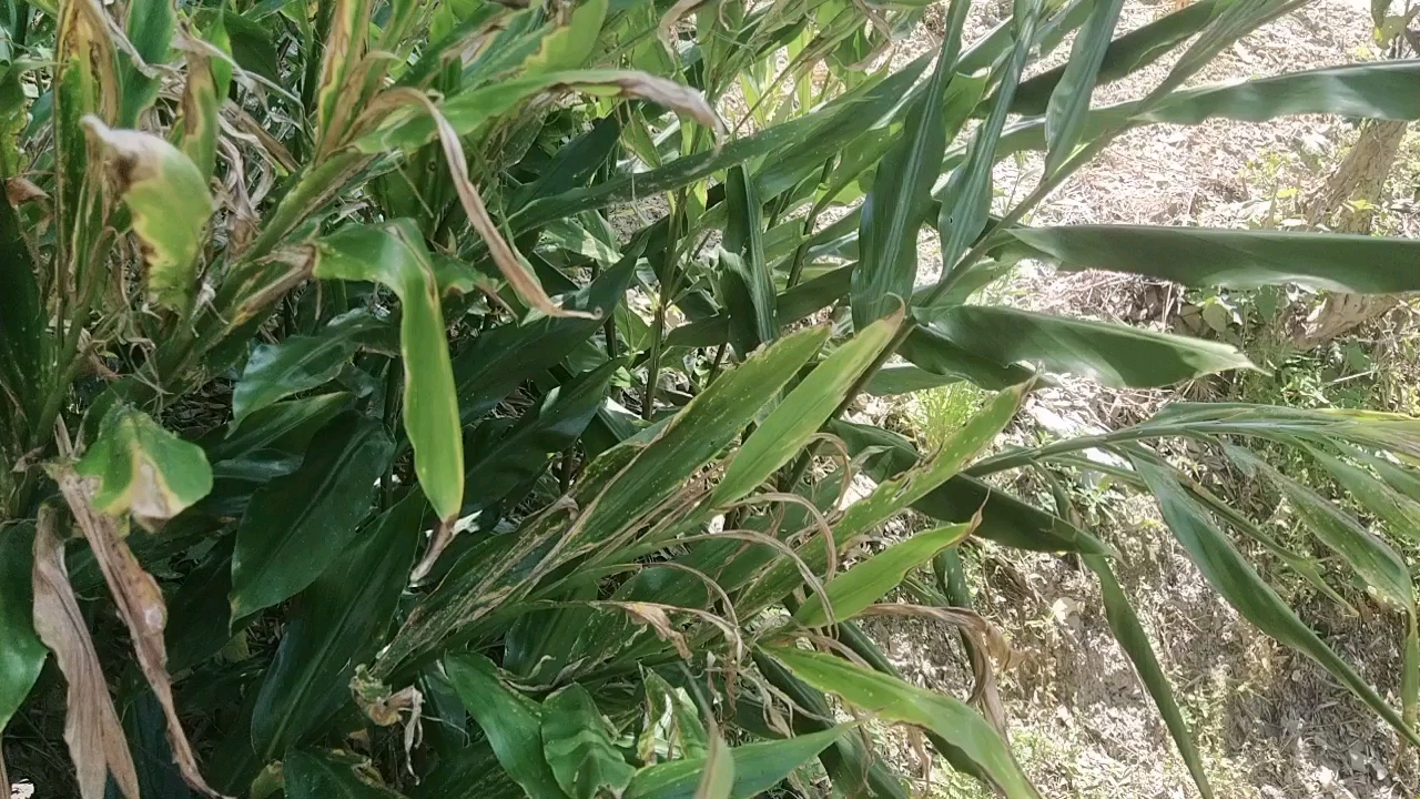 大多数人没见过的夏季蔬菜洋火姜,口味独特营养价值高!