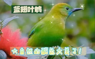 Download Video: 【版纳观鸟】我比树叶更绿更美 蓝翅叶鹎雌鸟