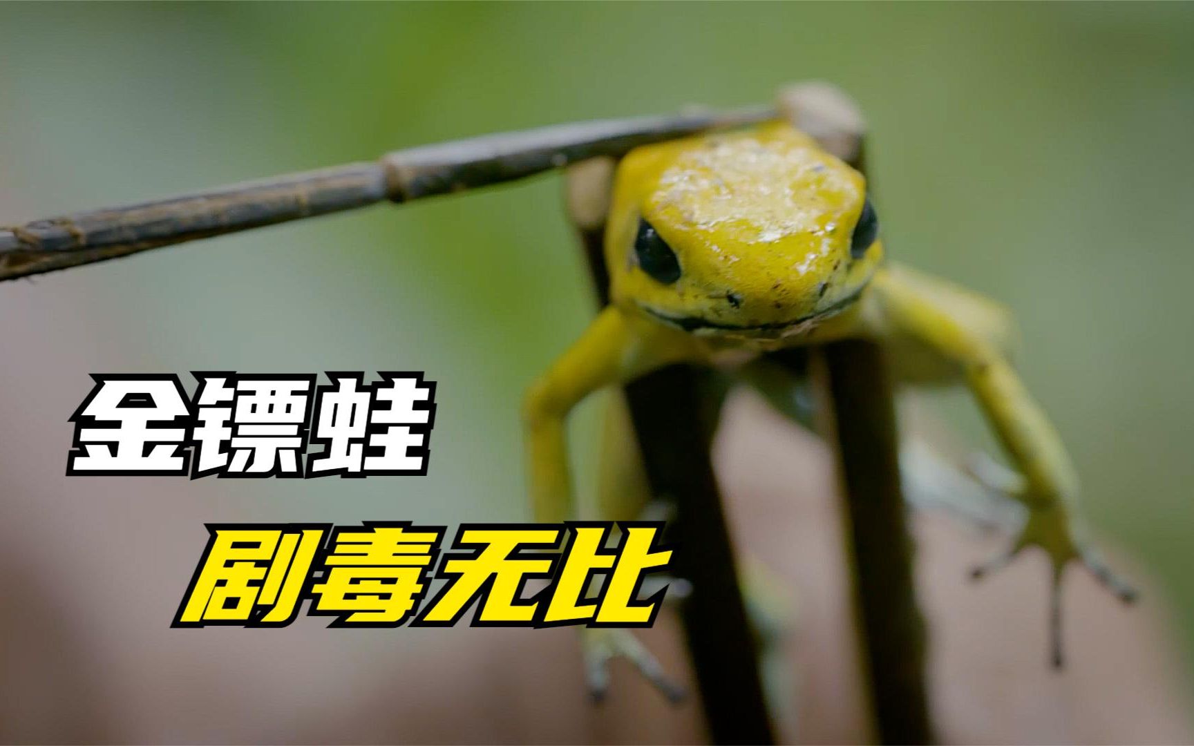 金镖蛙千里奔袭寻找公蛙,半路遇人类捉住,只为取其背上的毒液