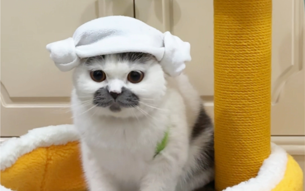 情绪稳定的卡皮吧啦