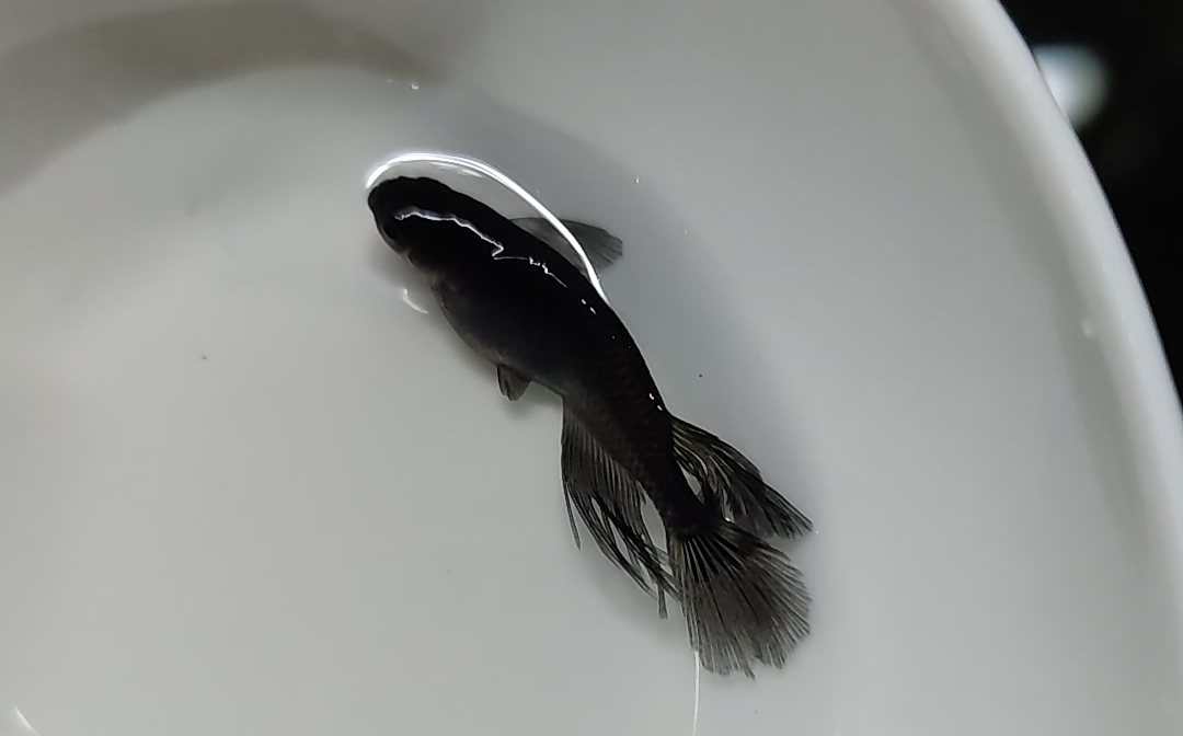 【观背青鳉】欣赏一下长鳍的魅力吧.