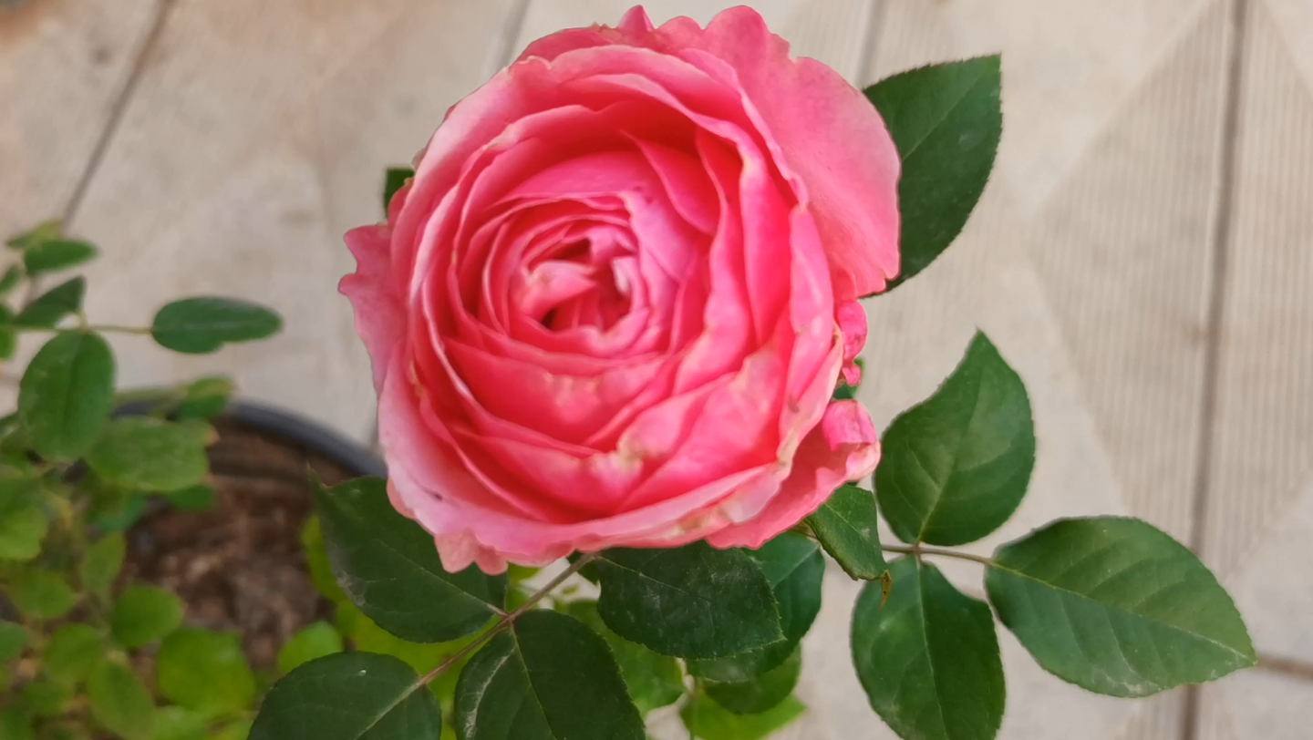 伊芙胭脂香水月季