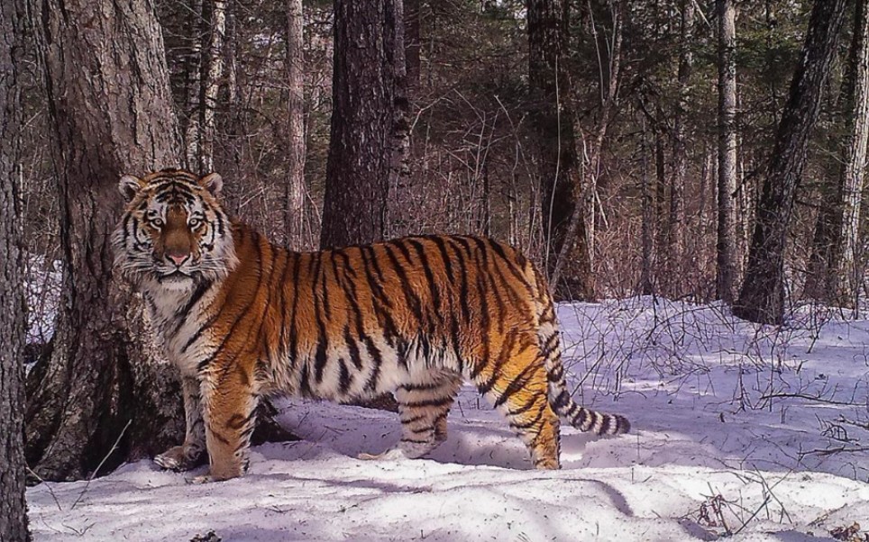 远东地区,红外相机拍到的野生西伯利亚虎.
