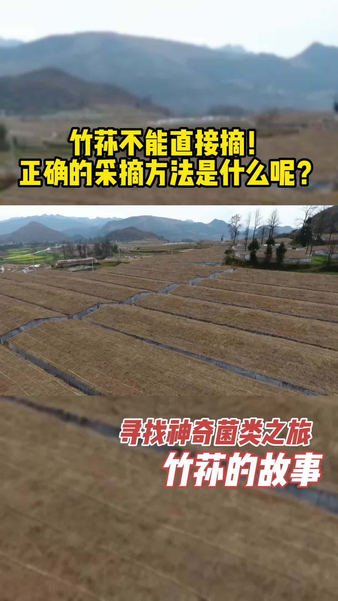 竹荪不能直接摘!正确的采摘方法是什么呢?哔哩哔哩bilibili