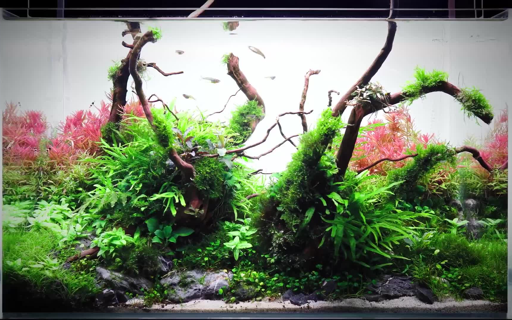 green aqua 水草造景作品系列17