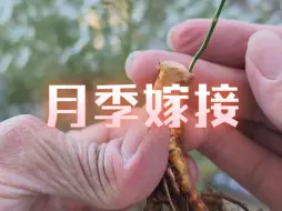 Tải video: 嫁接一棵瑾荷迷你棒棒糖，开花时放在案头观赏，秋季月季嫁接成活率高，赶紧动手嫁接吧