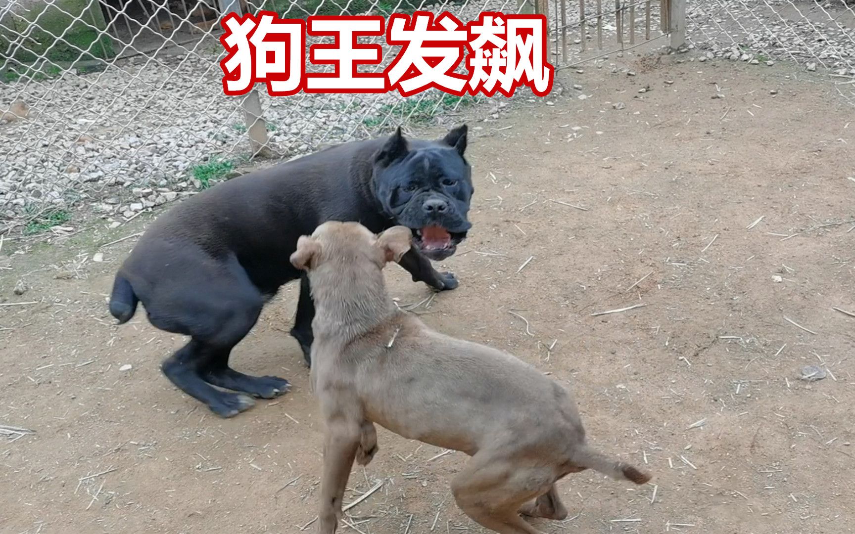 狗王比特犬发怒,战斗力强悍,顺便给它取了个霸气的名字哔哩哔哩bilibili