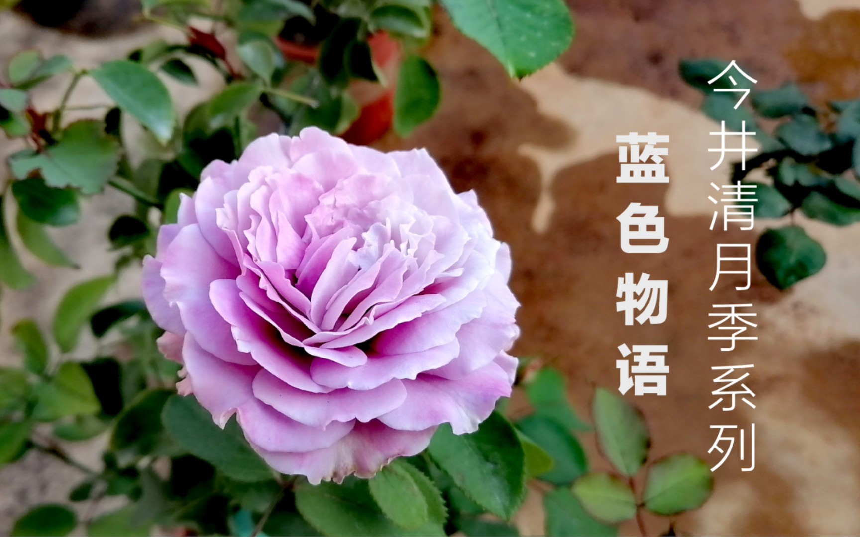 云南农村养花日常,秋冬月季大赏之蓝色物语,来自日本育种大师今井清