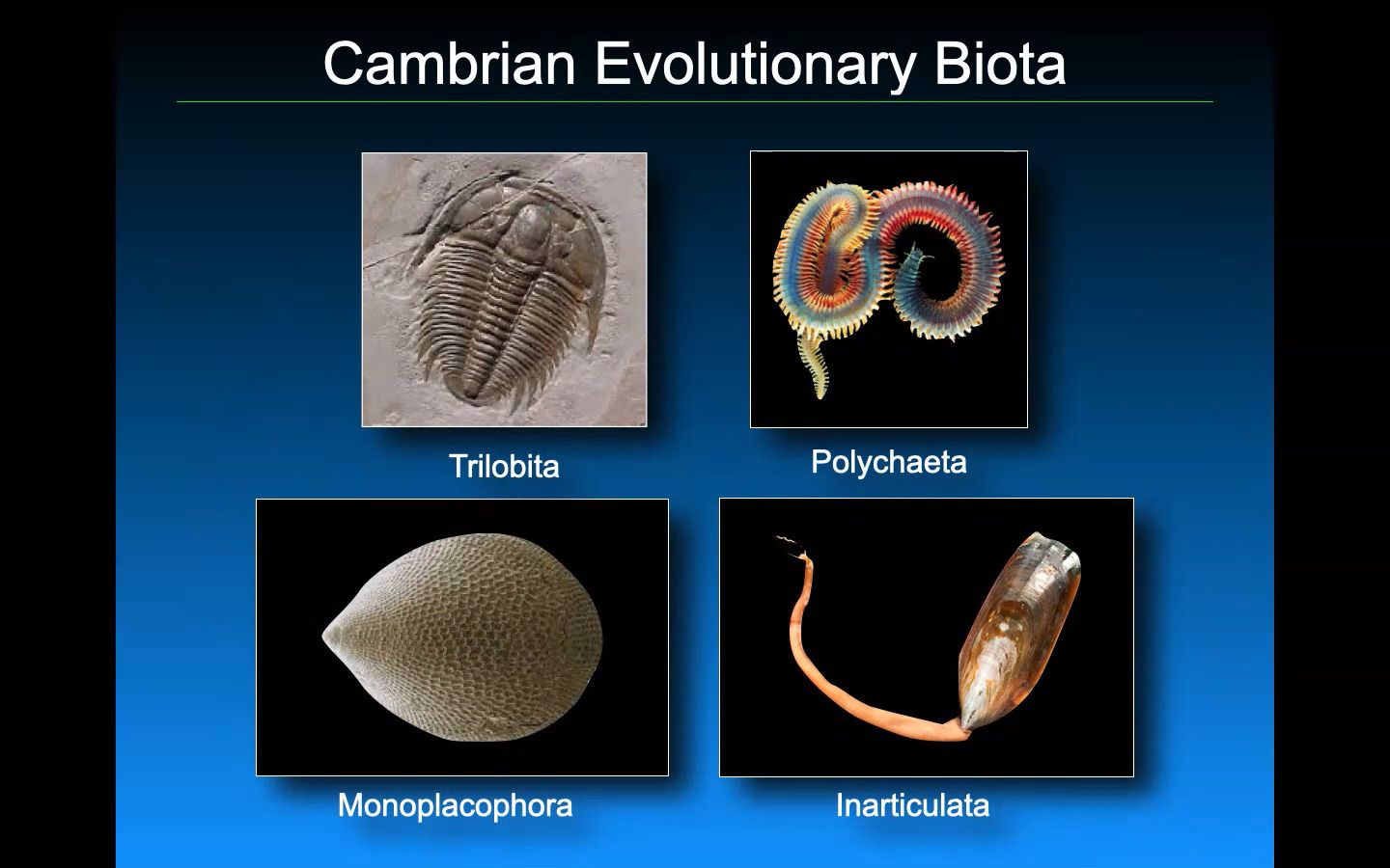 [图]《灭绝》第二课——History of Extinction Studies