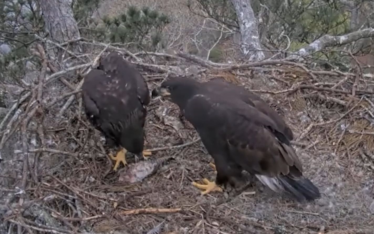 这一窝的两只白头海雕雏鸟,羽毛已经长齐了