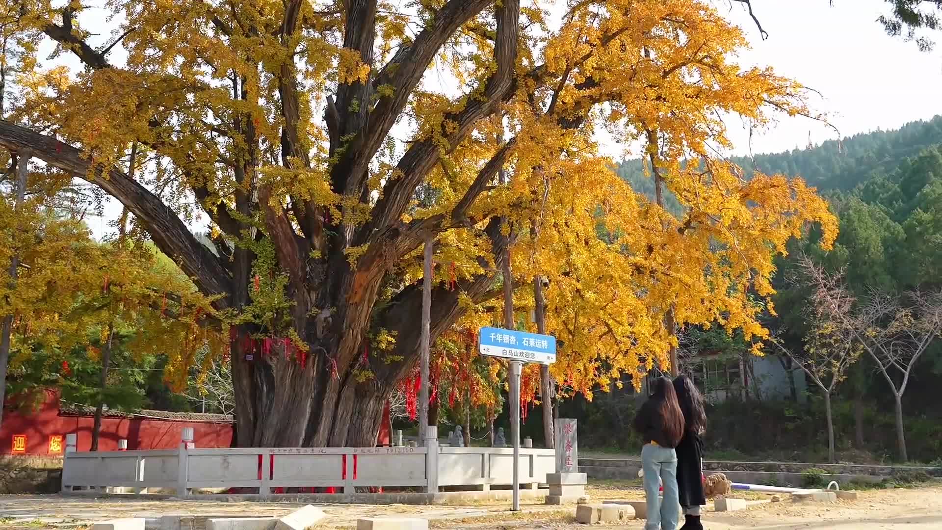 泰安新泰市:千年银杏披金甲 正是最美赏叶时哔哩哔哩bilibili