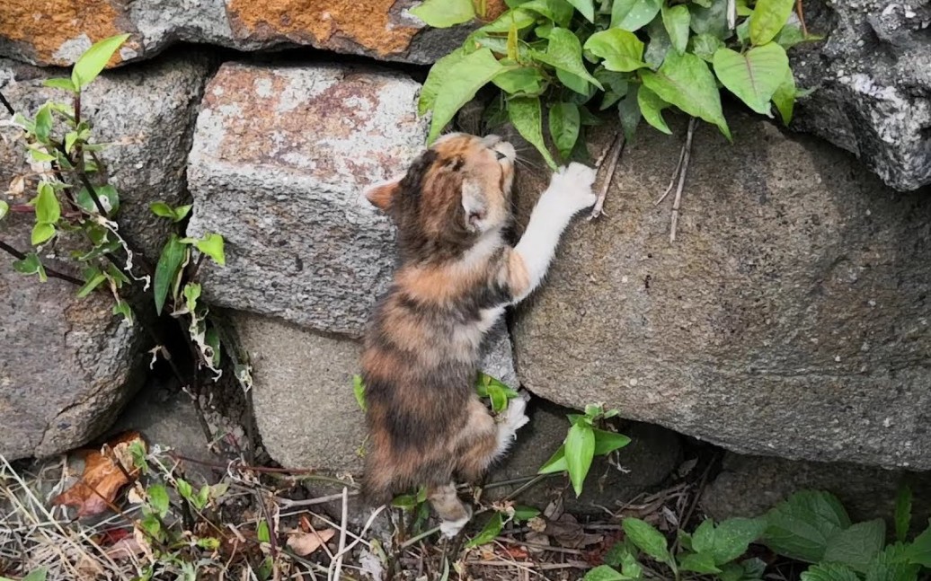 拼命爬上石墙,一只小猫掉进沟里,回到了家中