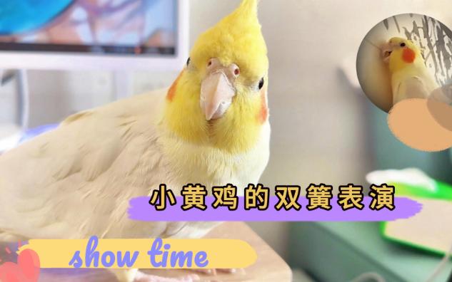 小黄鸡的双簧表演~show time哔哩哔哩bilibili