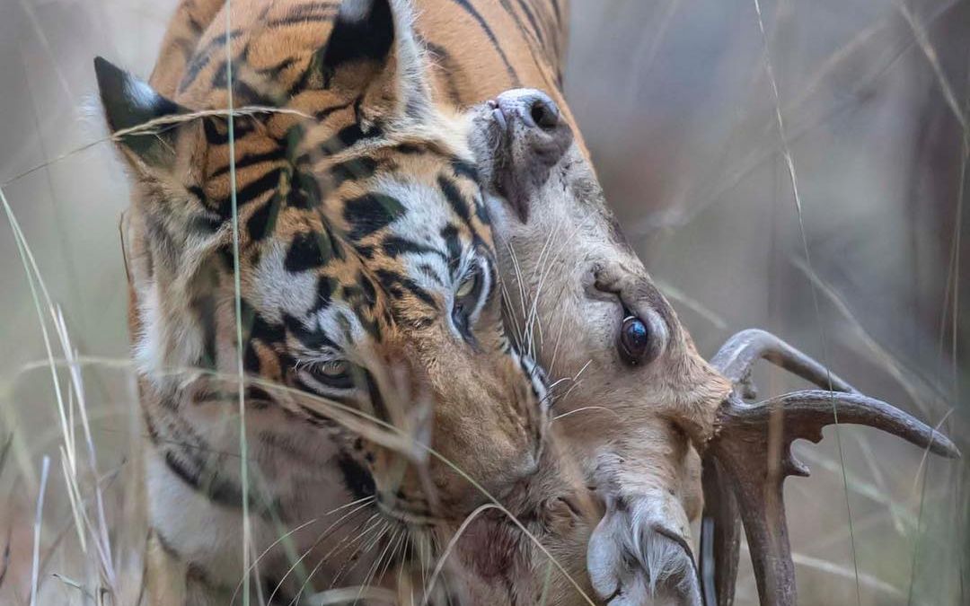 【班达伽】:老虎在一众粉丝面前直播吃肉,原来是纪录片名虎t42—索罗