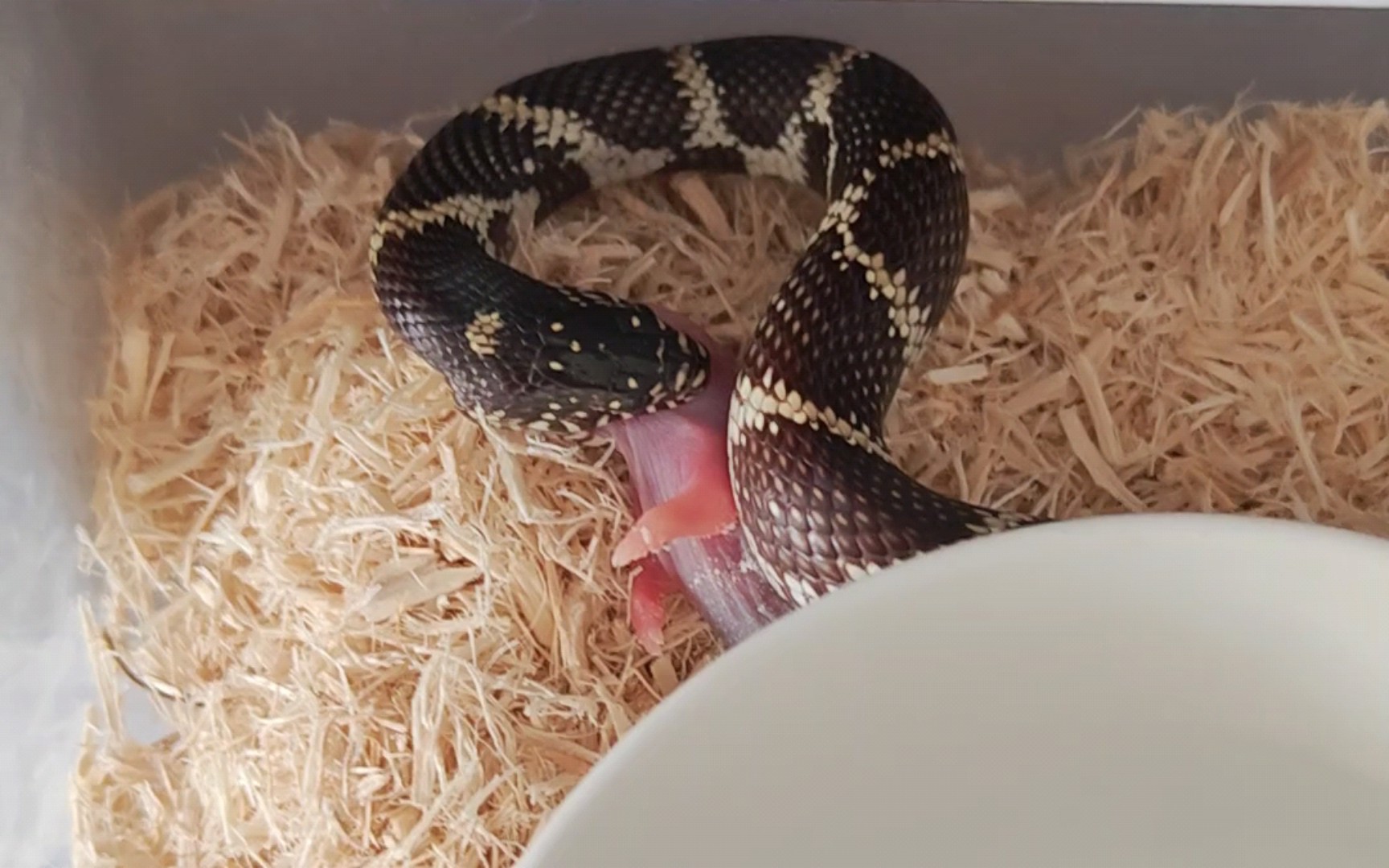 【暴风雪加州王蛇】日常喂食