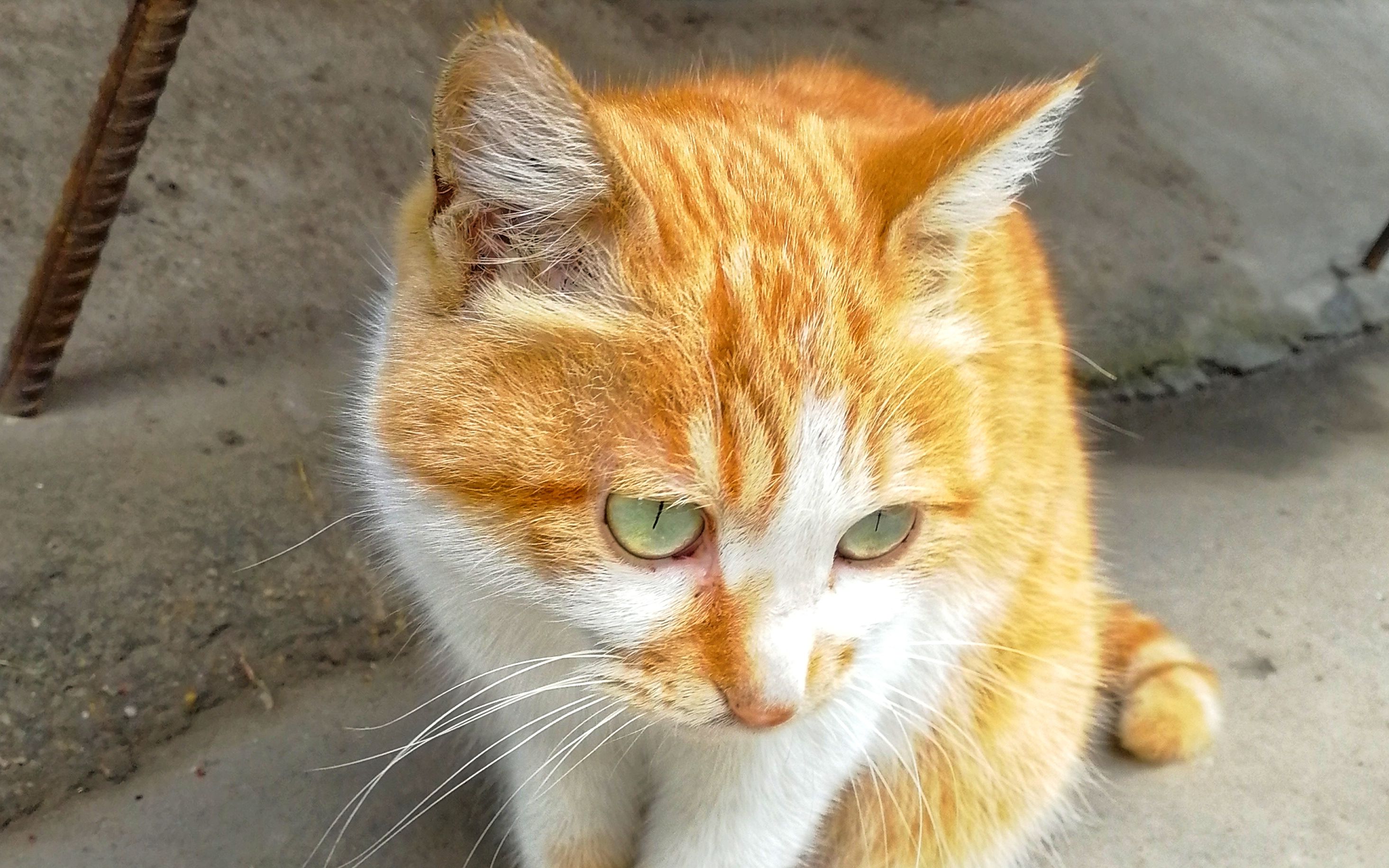 绿眼睛的橘猫图片