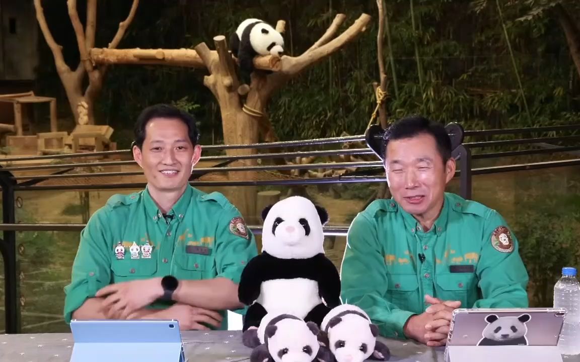 熊猫爷爷姜宝和宋宝的内场欢乐直播