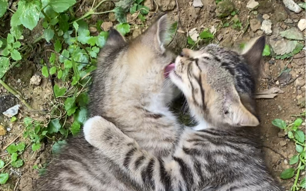 活动  强行让两只狸花猫贴贴会花生什么?