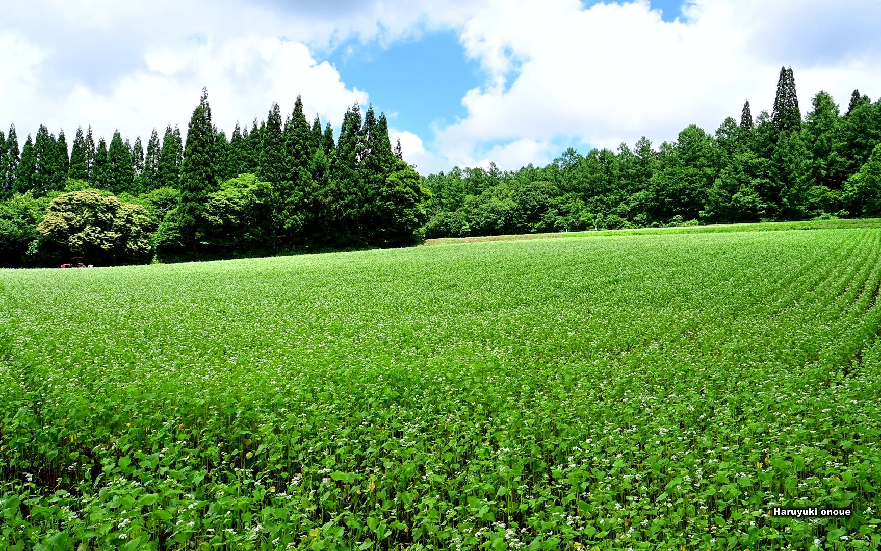 [图]【4K超高清日本】第一视角 荞麦花盛开的户隐展望苑 2023.7