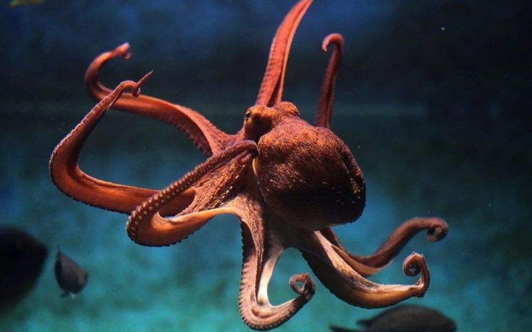 地球上最像外星人的生物,有着比人类还要高级的大脑