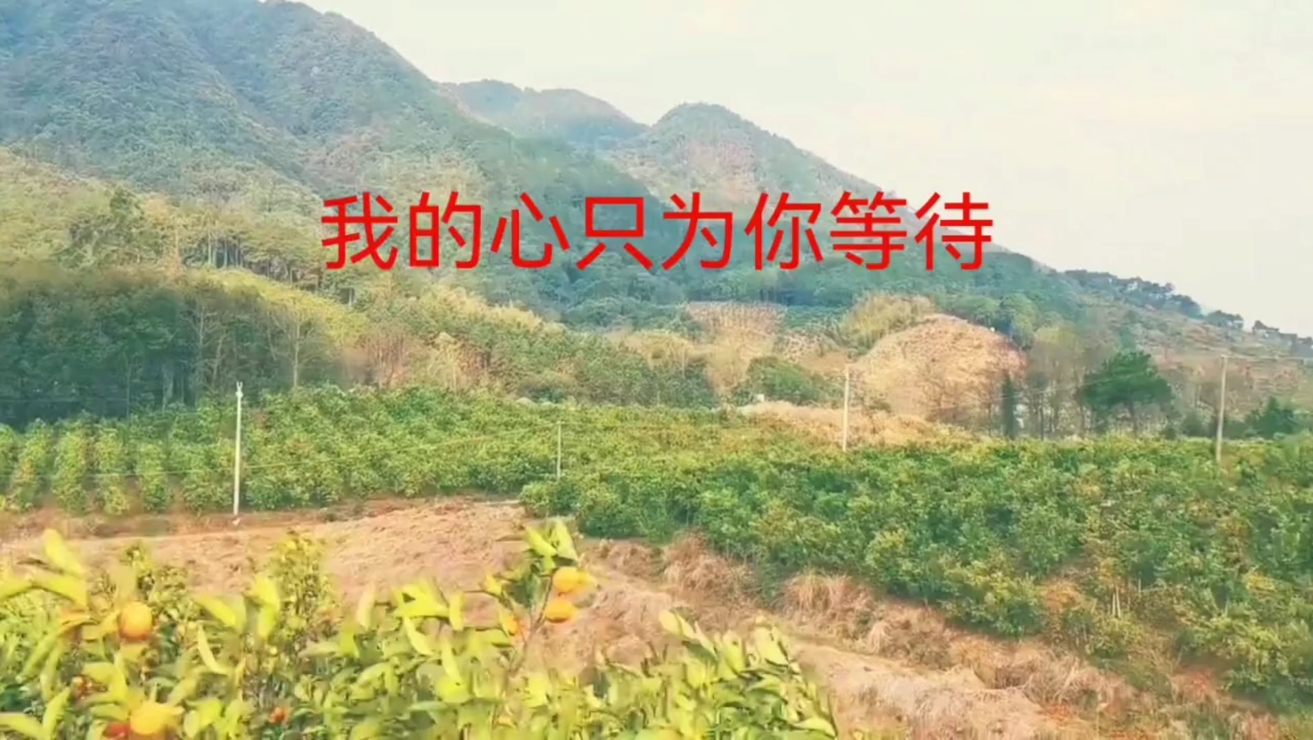 我的心只为你等待图片