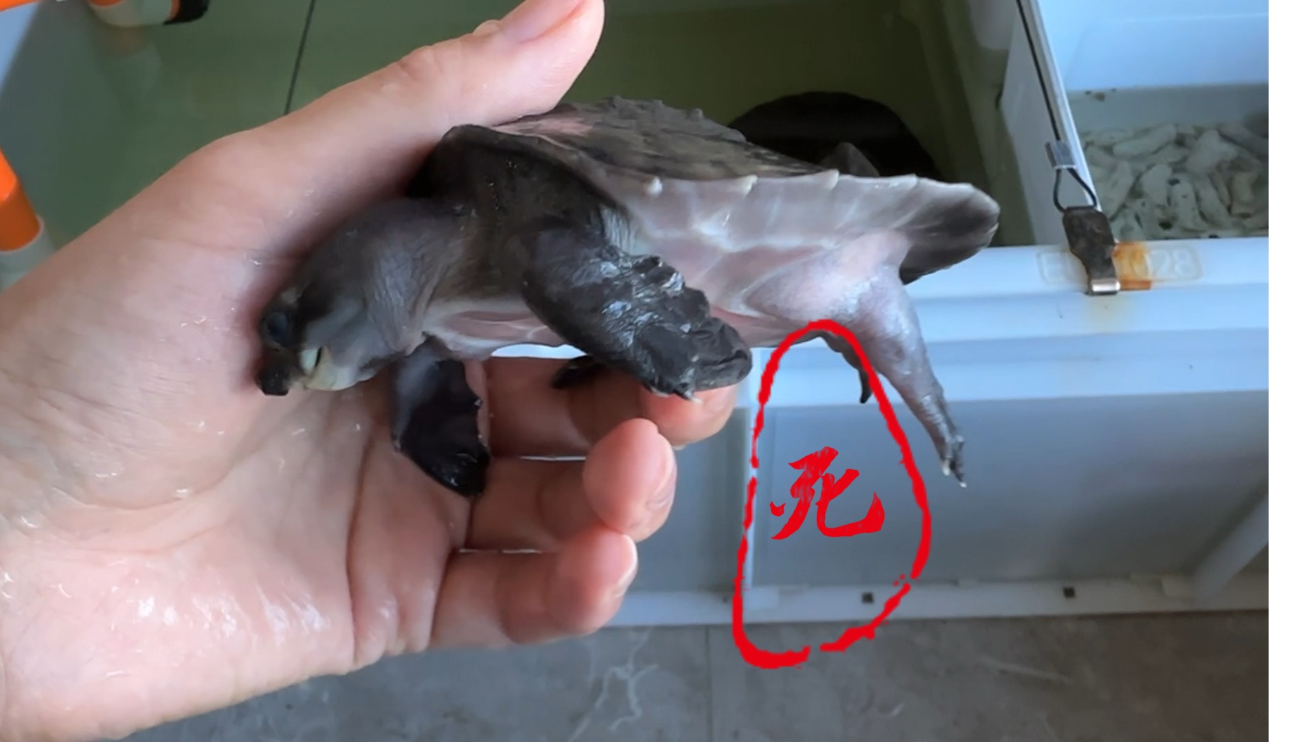 猪鼻龟是对水质要求极高的龟,慎养
