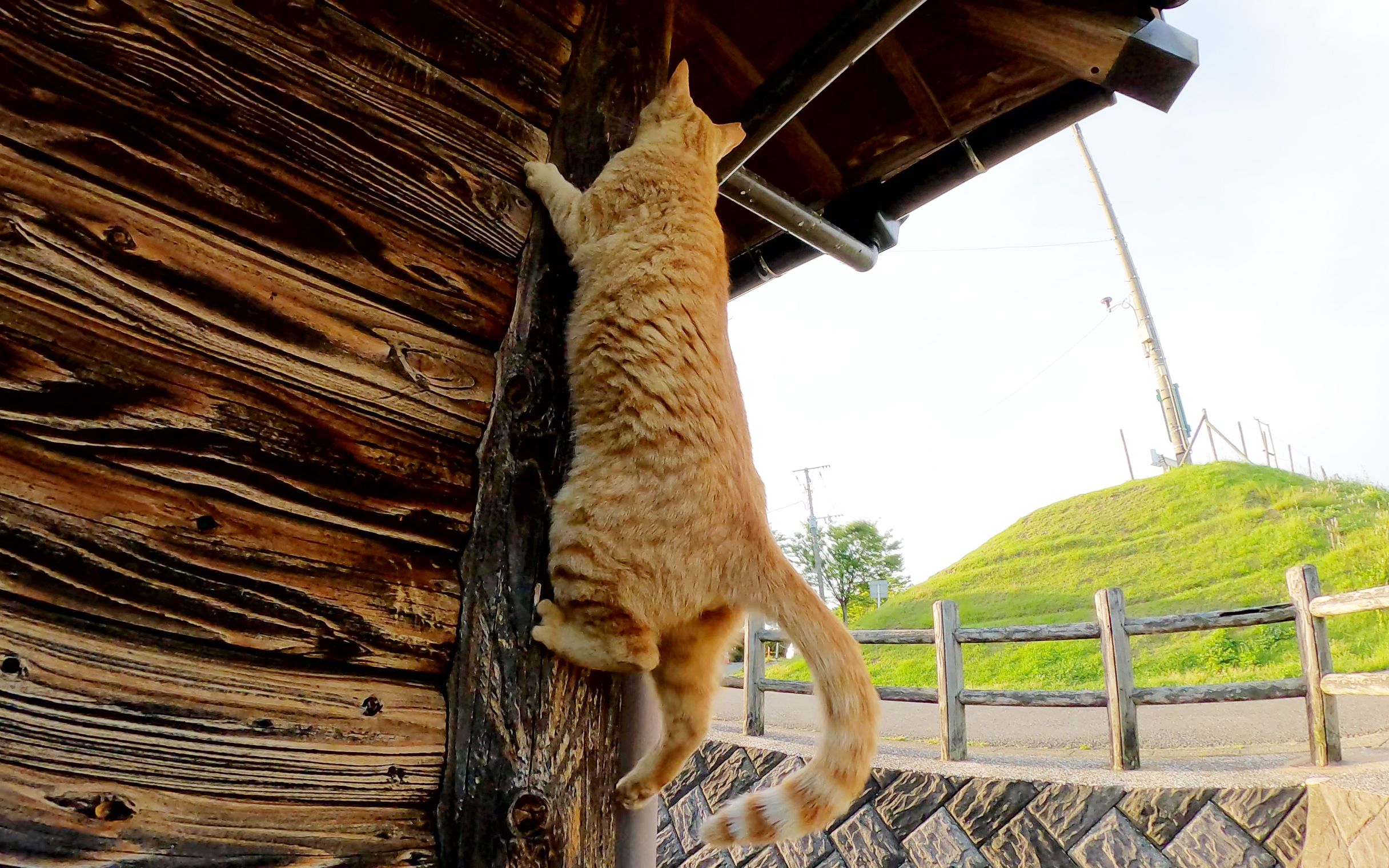 虎皮猫爬上柱子,豹皮猫焦急地看着哔哩哔哩bilibili