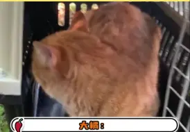 Скачать видео: 大橘招谁不是招啊我比它好多了 _橘猫 _动物的迷惑行为 _猫猫的事情你少管 _万万想不到 _搞笑