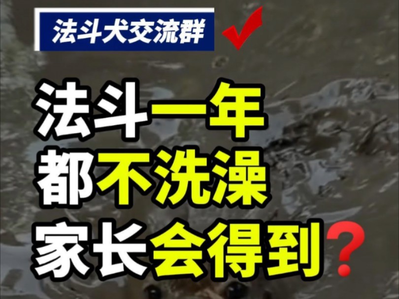 家长一年不给法斗洗澡,你会得到?#法斗交流群 #法斗社群 #法斗交流 #杭州法斗交流群 #上海法斗交流群 #全国法斗交流群 #全国法斗社群 #苏州法斗交流群...