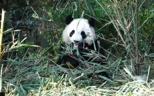 Скачать видео: 福多多 慢条斯理吃播