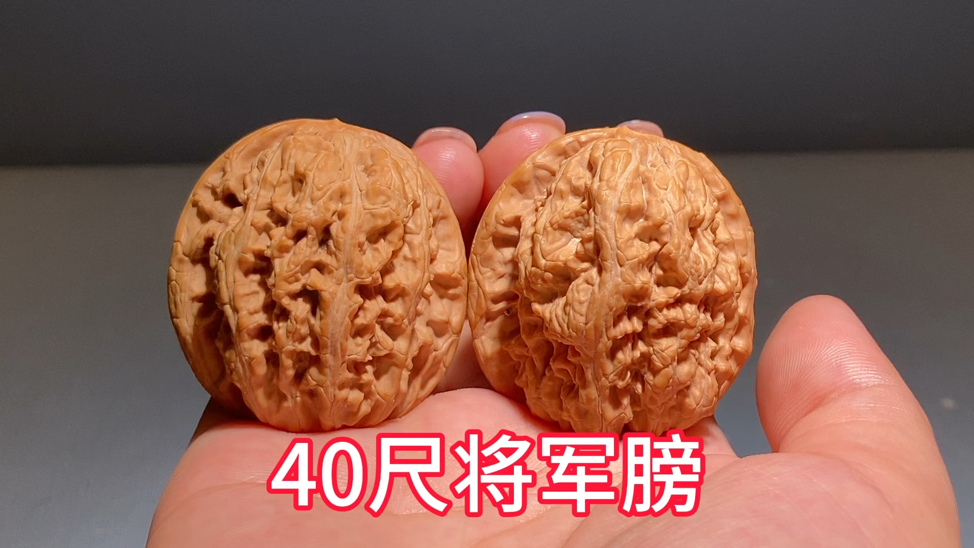 40尺将军膀,编号n-068,姜黄皮,骨质超级棒,玩儿克重的必入款,微美容