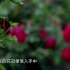 【不是每一种玫瑰，都能做成鲜花饼】每天早上6点钟，去采摘当地的墨红玫瑰和滇红玫瑰做原材料，制作成为美味的鲜花饼，这是云南