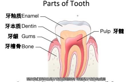 【双语字幕】牙齿的生理解剖结构哔哩哔哩bilibili