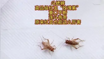 斗蟋蟀，高品级红虫“玫瑰紫”，重口不断，连斗两条，精彩呈现！