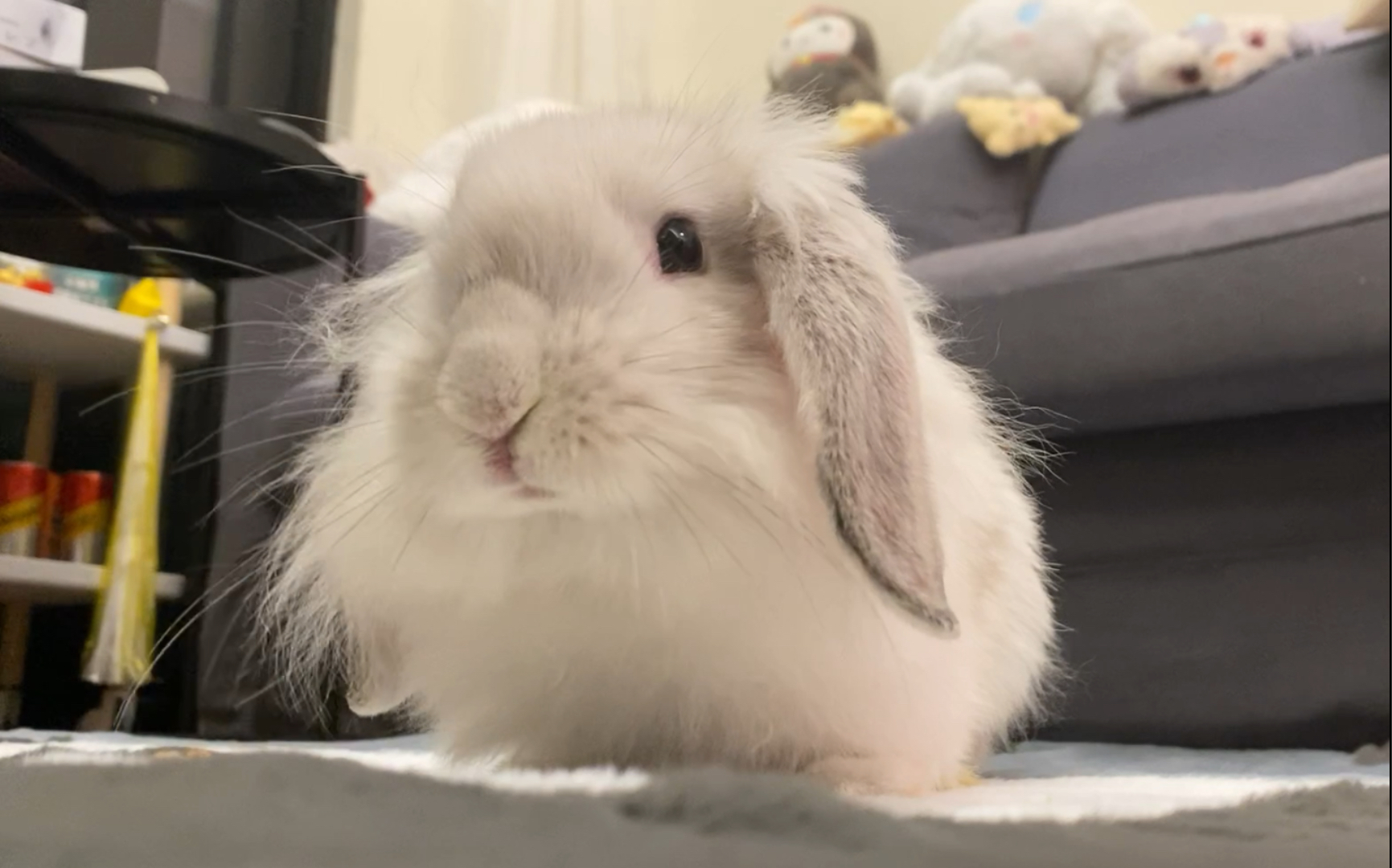 「霜白垂耳」wuli汤汤兔3个月大 兔变猪