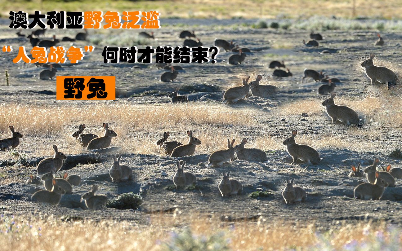 野兔在澳大利亚泛滥成灾,数量高达100亿只,为什么没人敢吃_哔哩哔哩