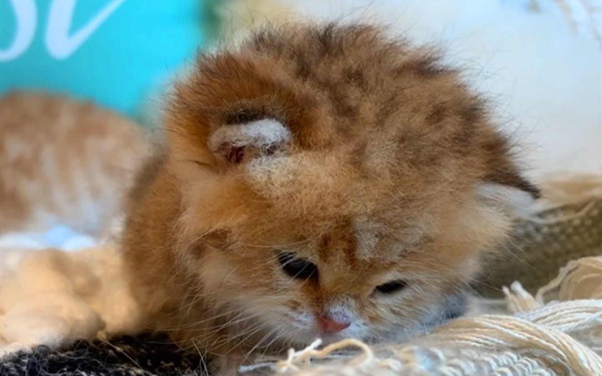 可爱小奶猫,一到白天就犯困