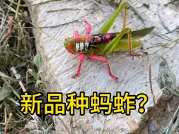 Tải video: 发现了一只新品种的蚂蚱，有谁认识吗？#蚂蚱 #蝗虫入侵 #变异生物