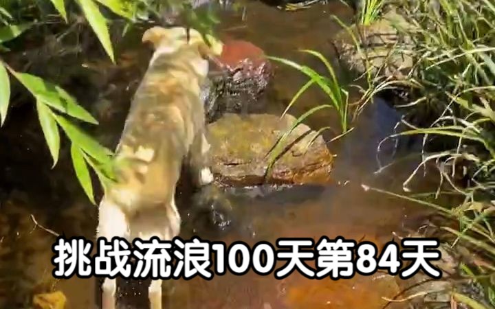 挑战流浪100天第84天 寻找卧室哔哩哔哩bilibili