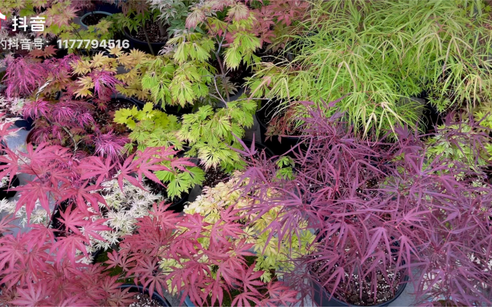 最爱枫树金线和燕焕!