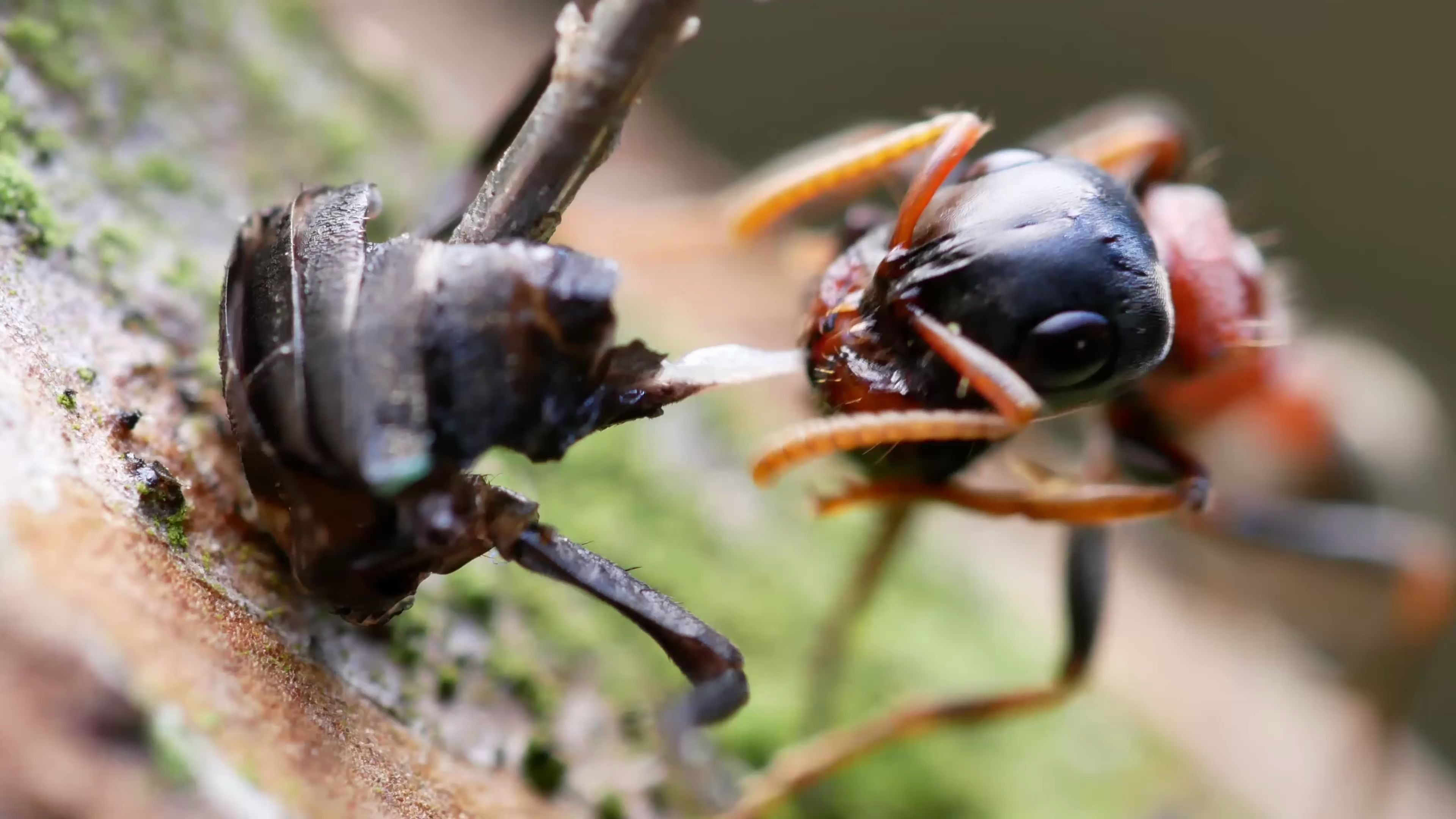 4k画质红黑细长蚁切割食物