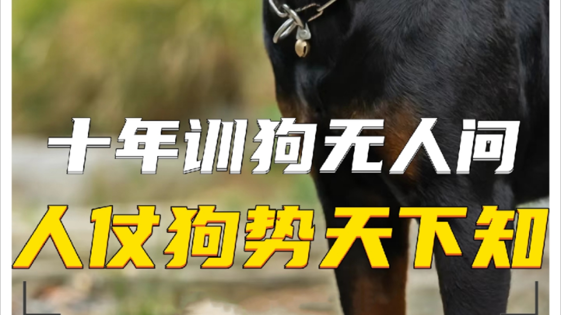 凭借罗威纳犬黑豹而称霸整个狗厂!豫西小丁被评为全网人仗狗势第一人哔哩哔哩bilibili