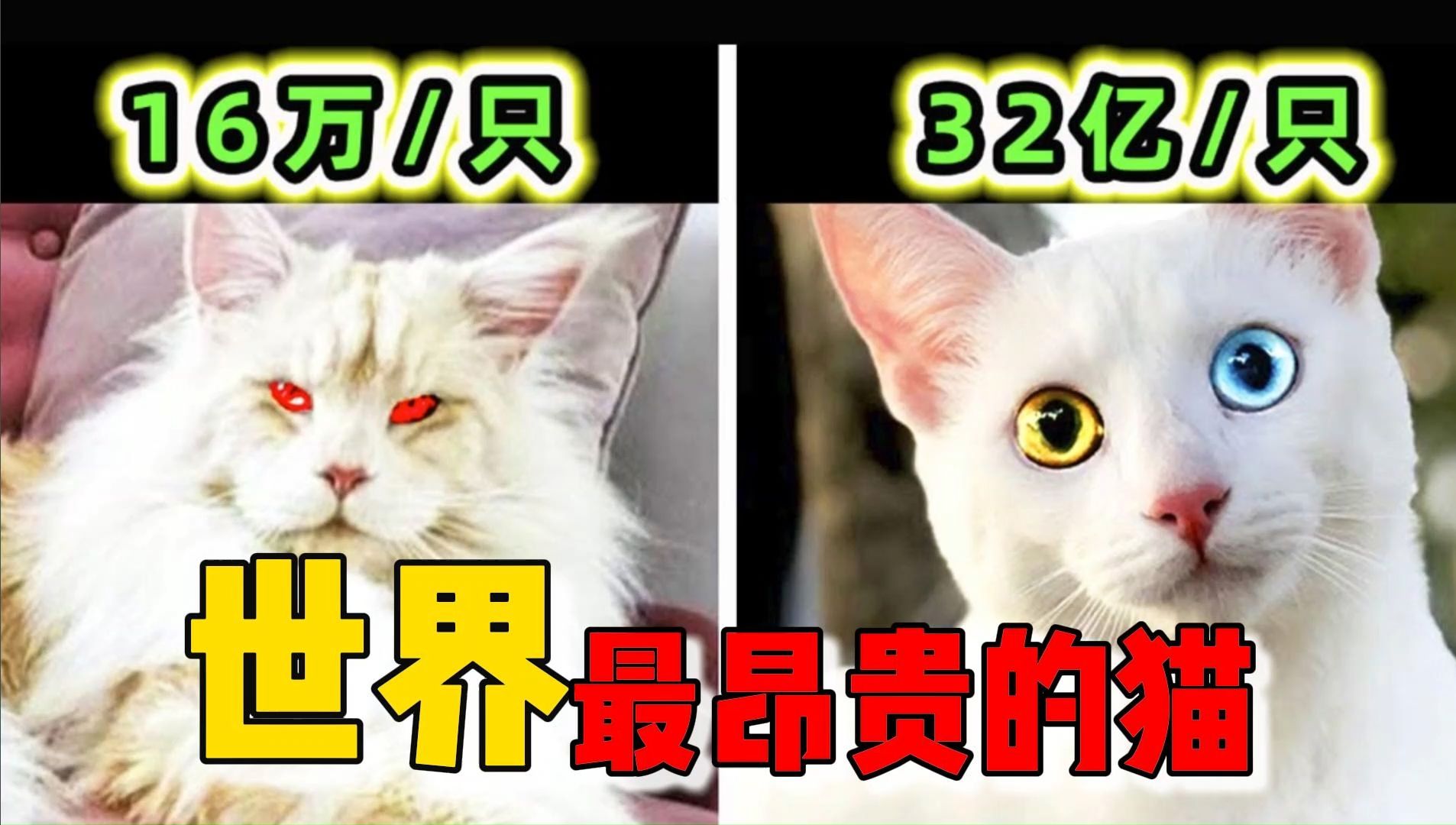 十大名贵猫 最贵图片