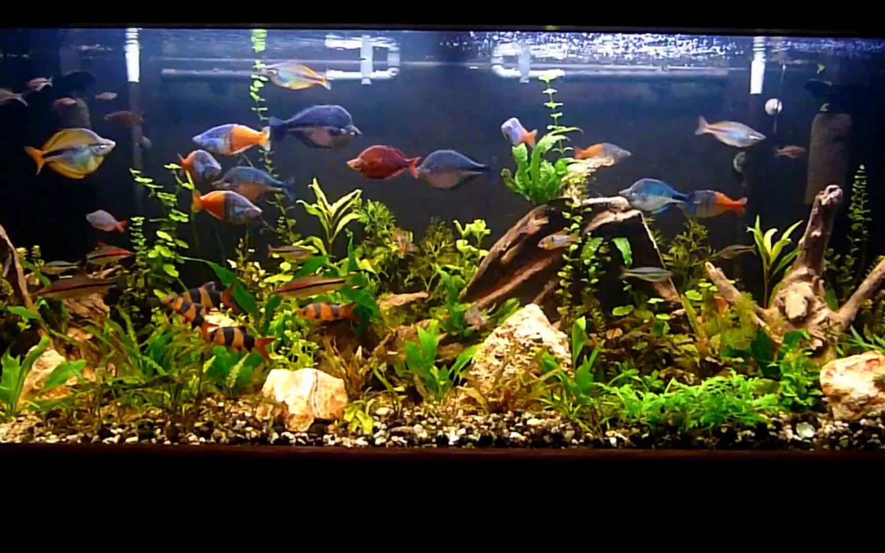 [图]120加仑彩虹鱼缸欣赏(201412)/120 Gallon Rainbow Fish Planted Aquarium 2014