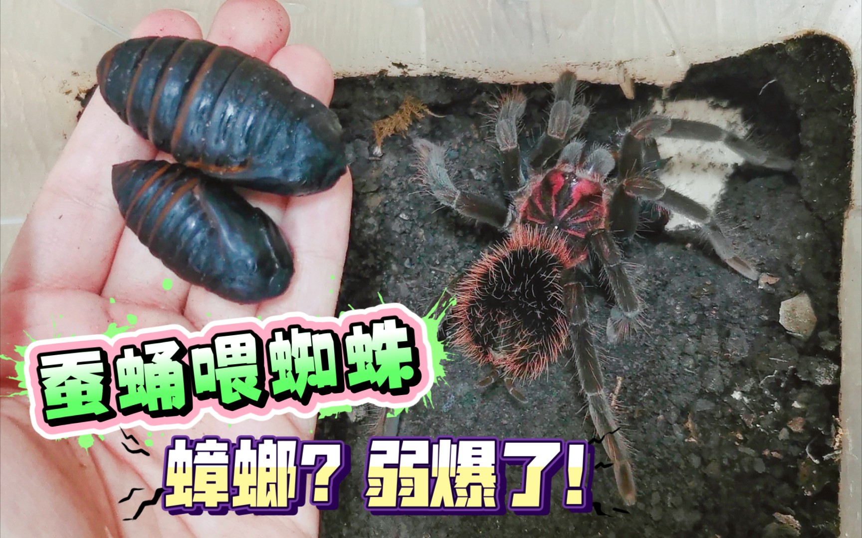 大蚕蛹喂蜘蛛瞬间秒杀一天后只剩个壳