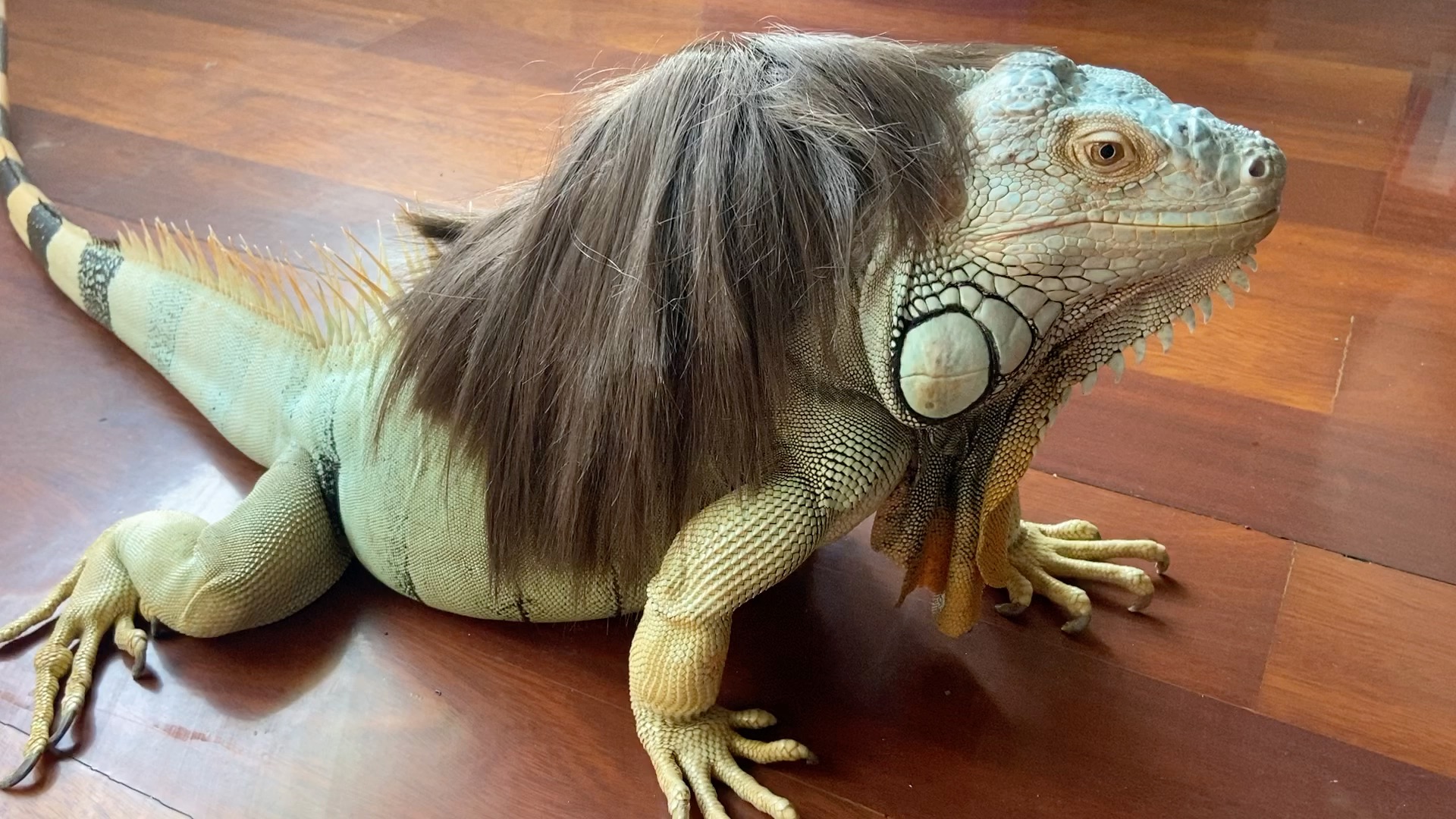 【叮当麻麻】你们催的现实版大凶豺龙来咯